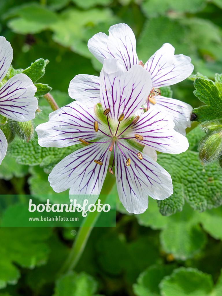 437313 - Kaukasus-Storchschnabel (Geranium renardii)