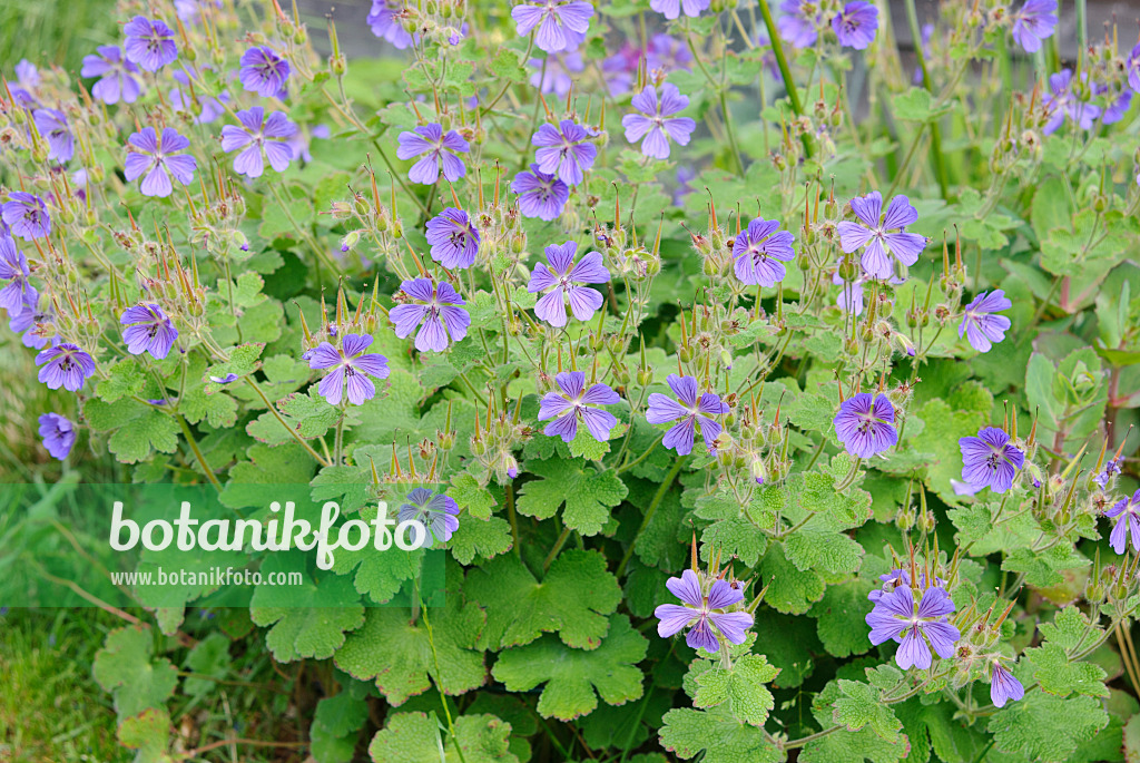 518020 - Kaukasus-Storchschnabel (Geranium renardii 'Philippe Vapelle')