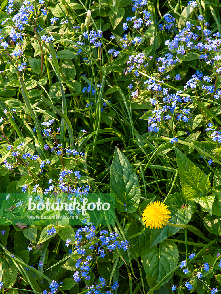 424130 - Kaukasus-Vergissmeinnicht (Brunnera macrophylla syn. Myosotis macrophylla) und Gewöhnlicher Löwenzahn (Taraxacum officinale)