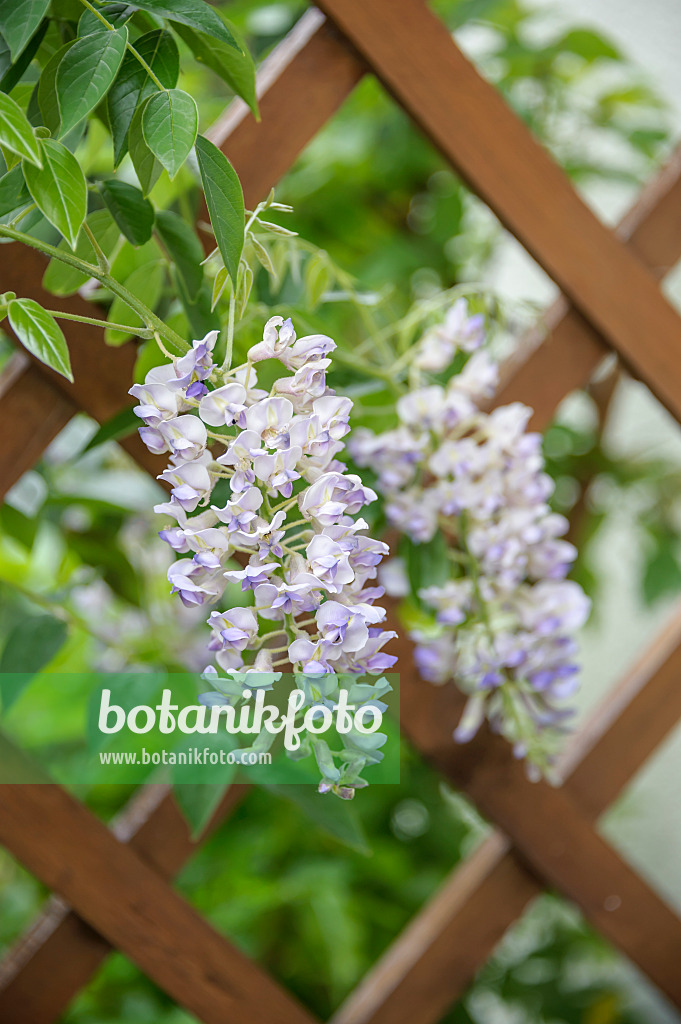 535442 - Kentucky-Blauregen (Wisteria macrostachya 'Blue Moon')