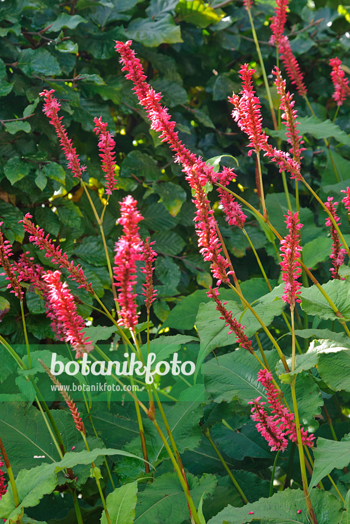 479042 - Kerzenknöterich (Bistorta amplexicaulis 'Firetail' syn. Polygonum amplexicaule 'Firetail')