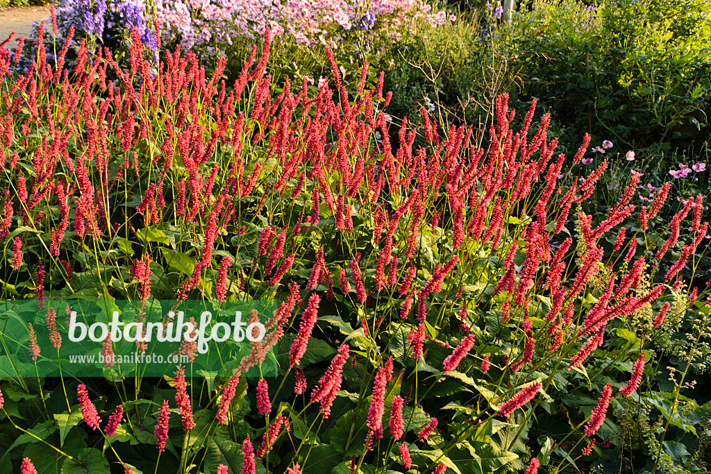 489062 - Kerzenknöterich (Bistorta amplexicaulis 'Firetail' syn. Polygonum amplexicaule 'Firetail')