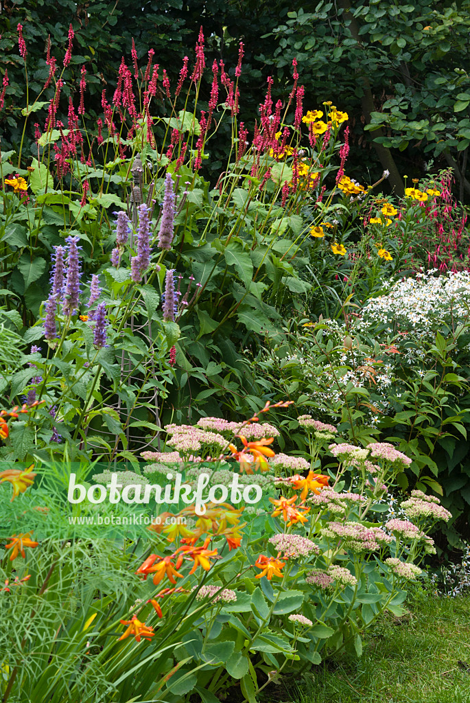 511338 - Kerzenknöterich (Bistorta amplexicaulis syn. Polygonum amplexicaule), Anis-Riesenysop (Agastache foeniculum), Weiße Herbstaster (Aster divaricatus) und Große Fetthenne (Sedum telephium syn. Hylotelephium telephium)