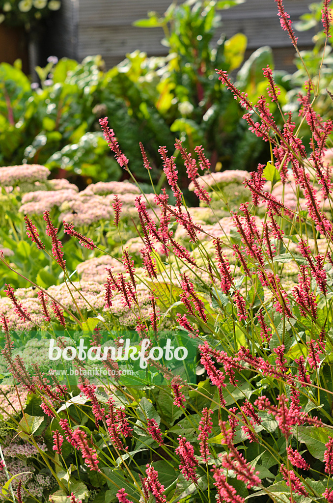 523167 - Kerzenknöterich (Bistorta amplexicaulis syn. Polygonum amplexicaule)