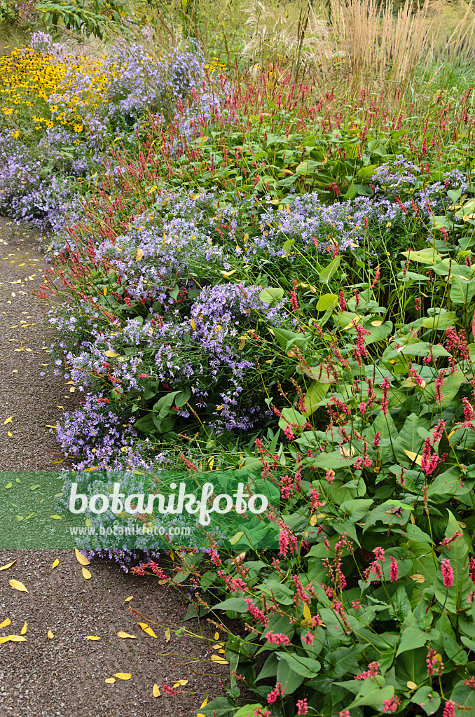 549090 - Kerzenknöterich (Bistorta amplexicaulis syn. Polygonum amplexicaule) und Astern (Aster)