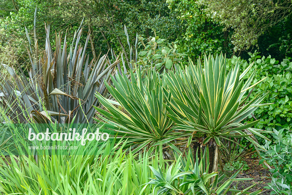 547316 - Kerzenpalmlilie (Yucca gloriosa 'Variegata')