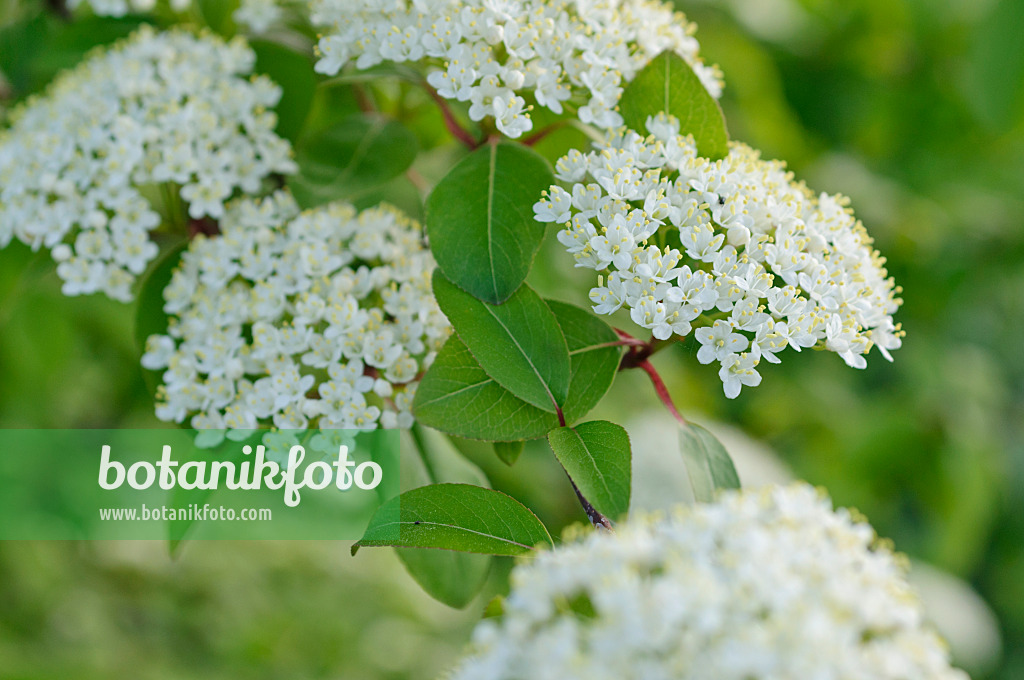 484192 - Kirschblättriger Schneeball (Viburnum prunifolium)