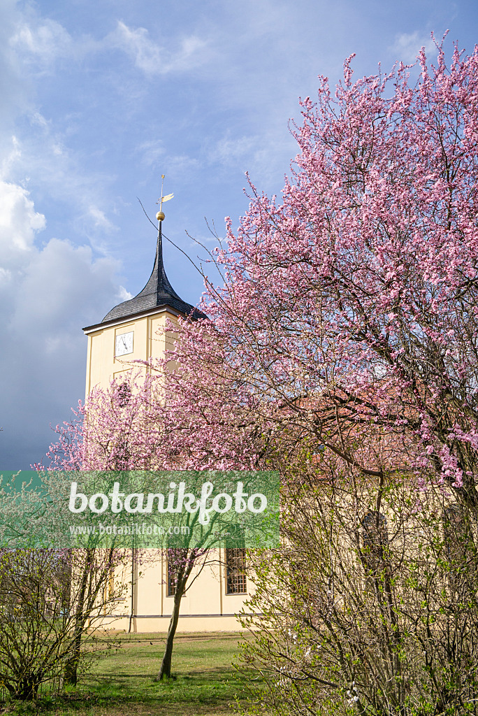 625029 - Kirsche (Prunus) vor einer Kirche