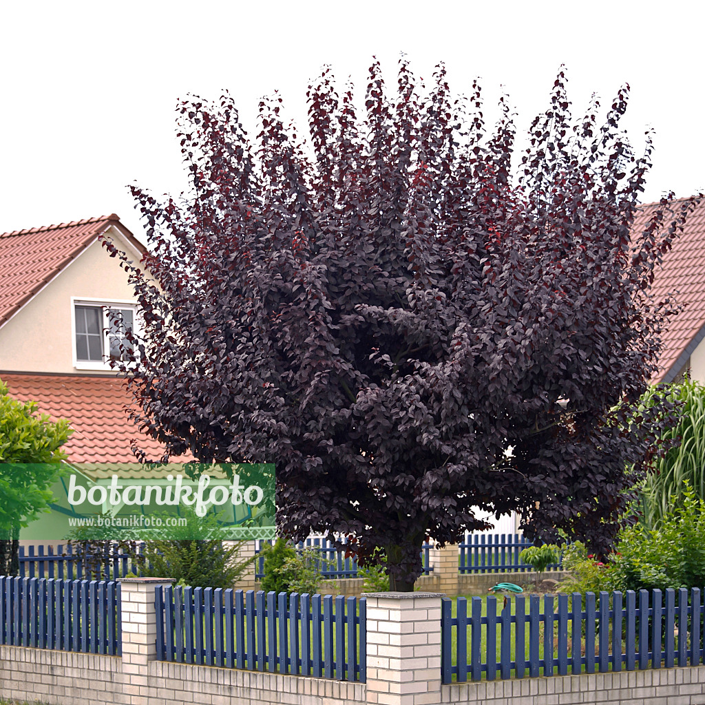 517211 - Kirschpflaume (Prunus cerasifera 'Nigra')