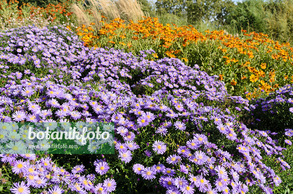 499160 - Kissenaster (Aster dumosus 'Blaue Lagune') und Sonnenbraut (Helenium)