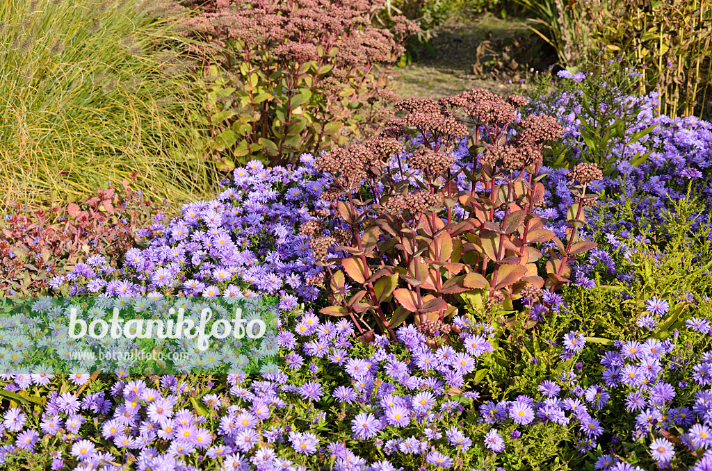 525001 - Kissenaster (Aster dumosus) und Große Fetthenne (Sedum telephium 'Matrona' syn. Hylotelephium telephium 'Matrona')