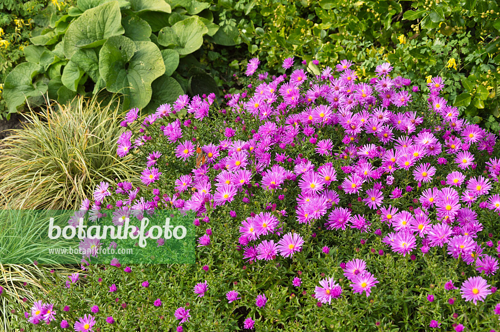 512082 - Kissenaster (Aster dumosus 'Nesthäkchen')