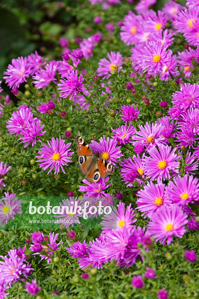 512083 - Kissenaster (Aster dumosus 'Nesthäkchen') und Tagpfauenauge (Inachis io)