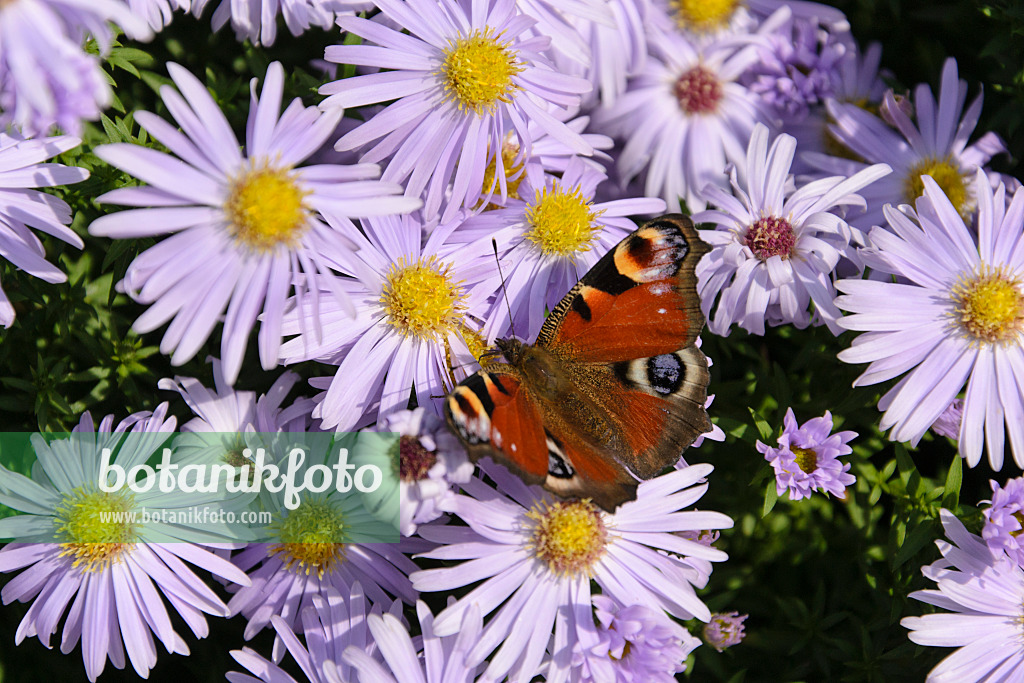 489044 - Kissenaster (Aster dumosus 'Silberblaukissen') und Tagpfauenauge (Inachis io)