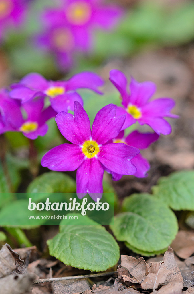 543041 - Kissenprimel (Primula juliae 'Ostergruss')