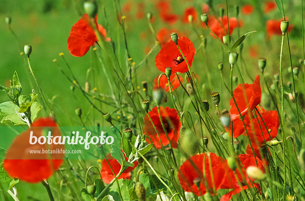 430222 - Klatschmohn (Papaver rhoeas)