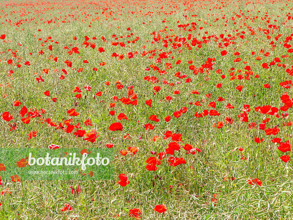 485173 - Klatschmohn (Papaver rhoeas)