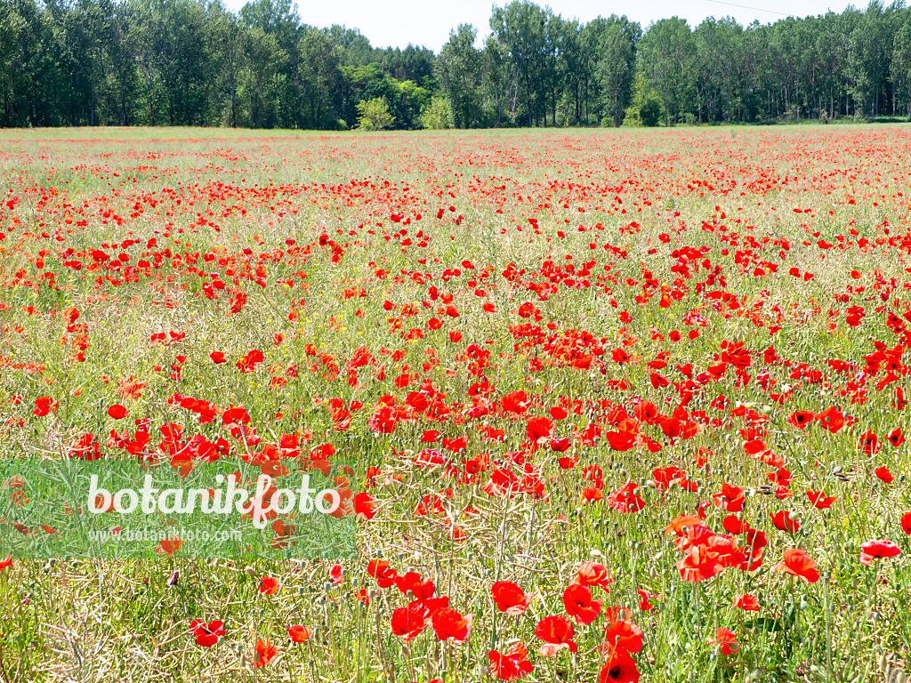 486238 - Klatschmohn (Papaver rhoeas)