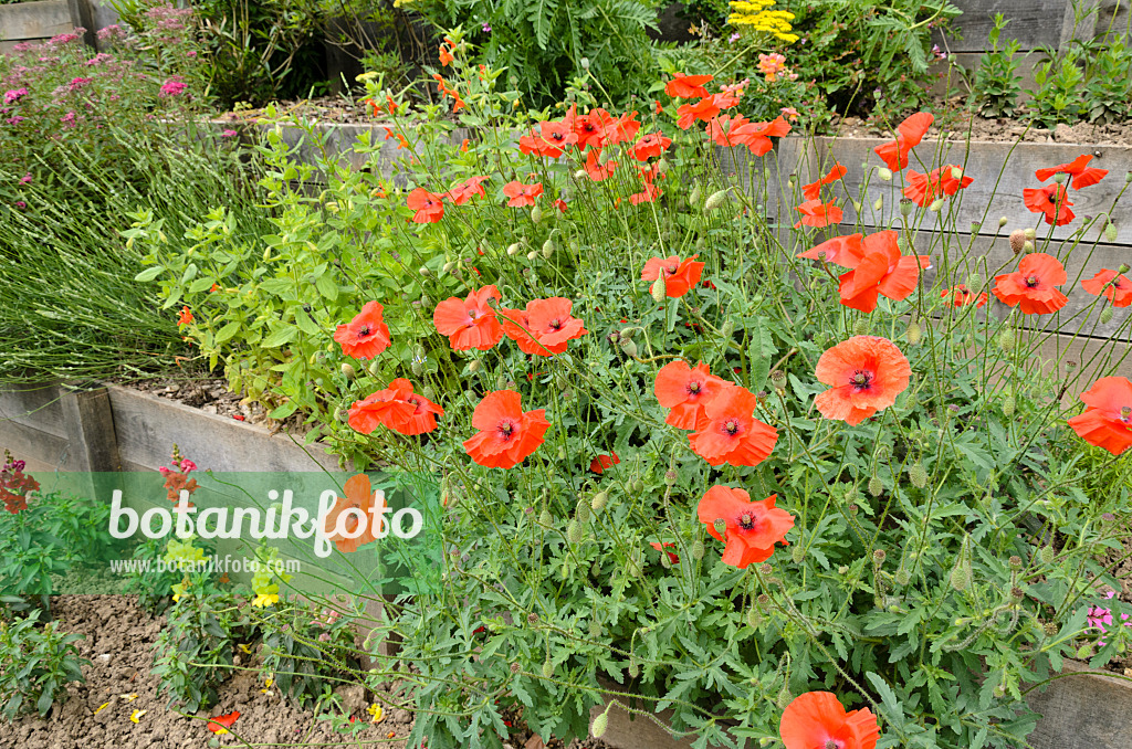 521390 - Klatschmohn (Papaver rhoeas)