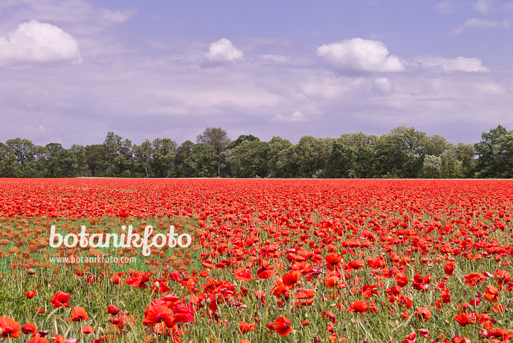 572114 - Klatschmohn (Papaver rhoeas)