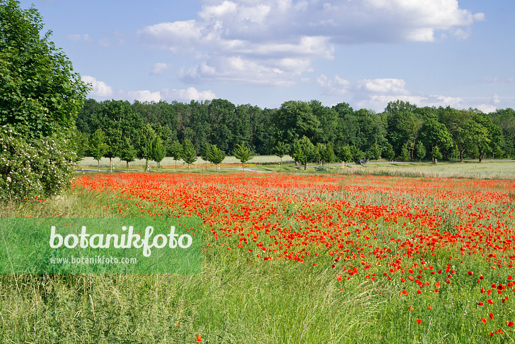 610016 - Klatschmohn (Papaver rhoeas)