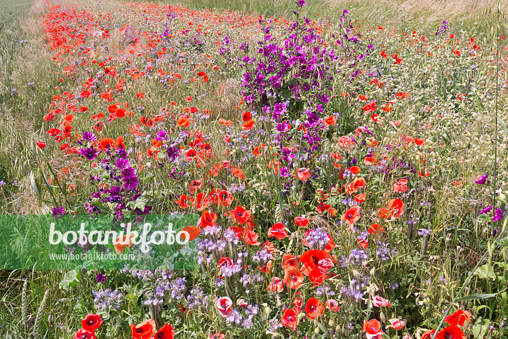 572121 - Klatschmohn (Papaver rhoeas), Gewöhnliche Malve (Malva sylvestris) und Rainfarnphazelie (Phacelia tanacetifolia)