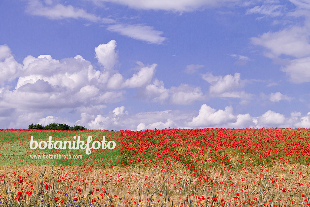 610030 - Klatschmohn (Papaver rhoeas) in einem Getreidefeld