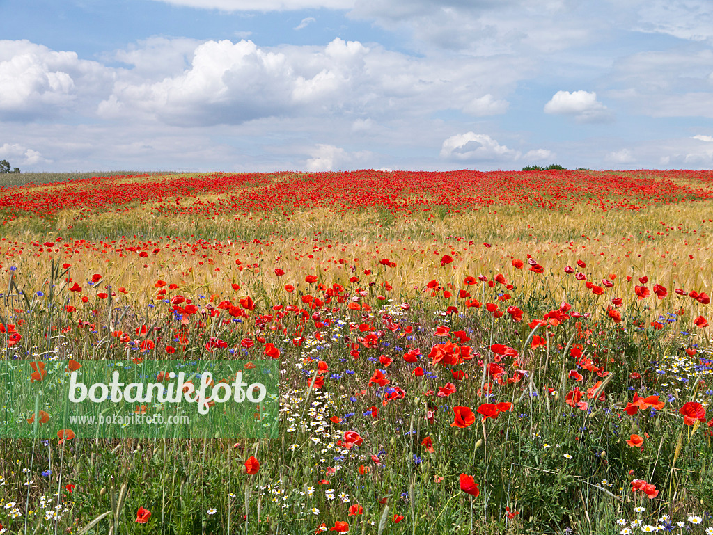 610033 - Klatschmohn (Papaver rhoeas) in einem Getreidefeld