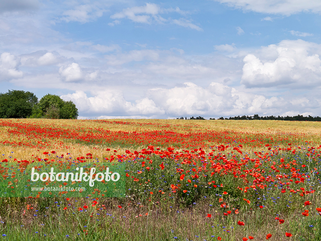 610034 - Klatschmohn (Papaver rhoeas) in einem Getreidefeld