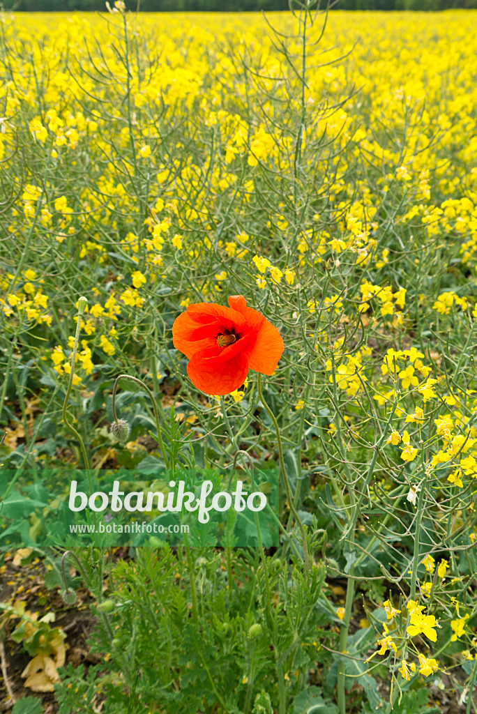 544156 - Klatschmohn (Papaver rhoeas) und Raps (Brassica napus subsp. oleifera)