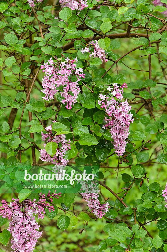 508066 - Kleinblättriger Flieder (Syringa microphylla)