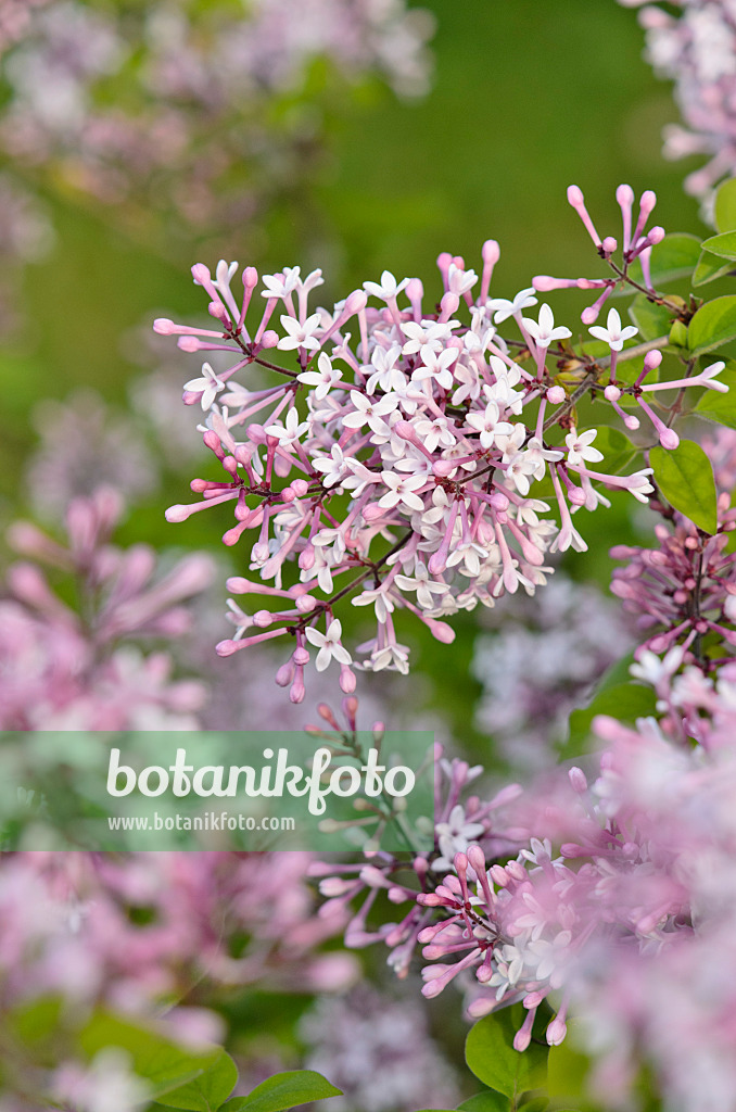 520193 - Kleinblättriger Flieder (Syringa microphylla)