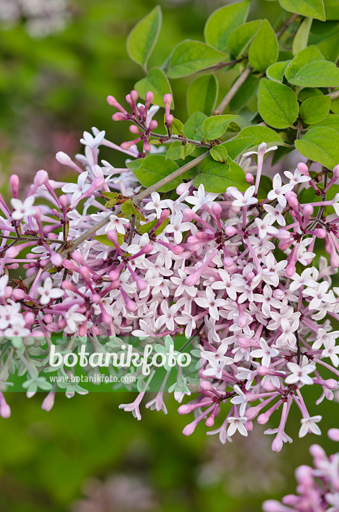 520195 - Kleinblättriger Flieder (Syringa microphylla)