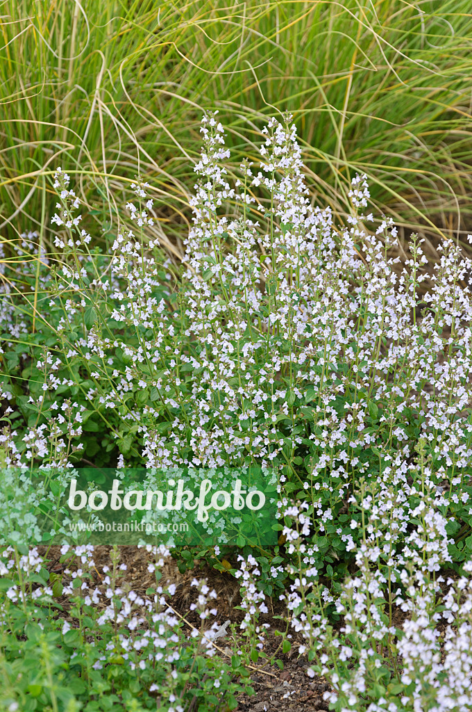 476209 - Kleinblütige Bergminze (Calamintha nepeta)