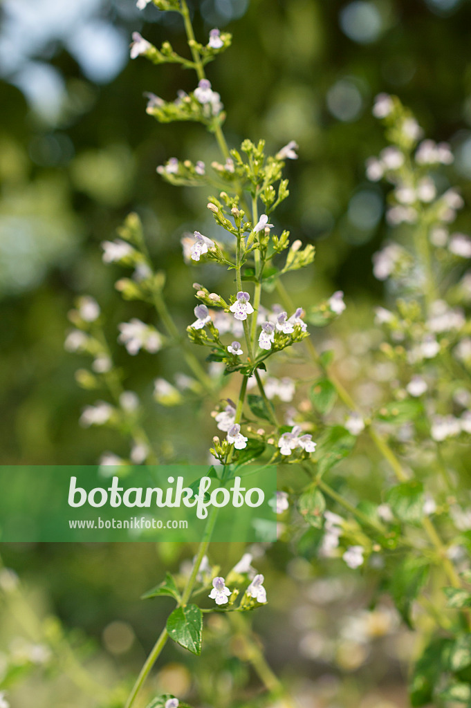 511205 - Kleinblütige Bergminze (Calamintha nepeta)