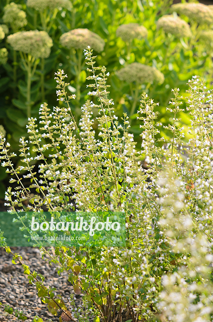 535026 - Kleinblütige Bergminze (Calamintha nepeta)