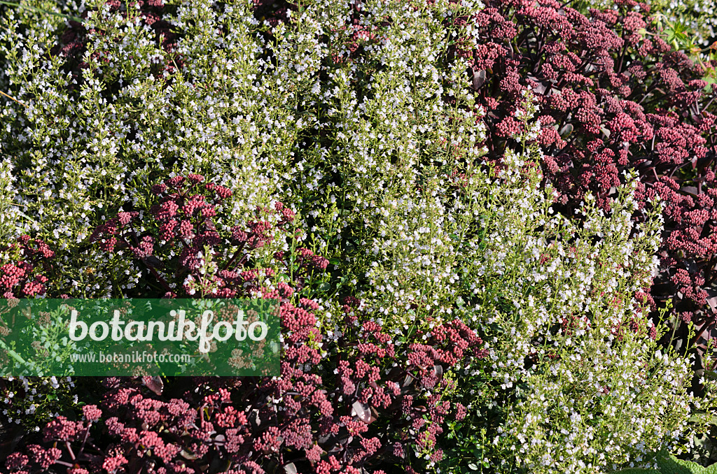 535150 - Kleinblütige Bergminze (Calamintha nepeta) und Fetthenne (Sedum)