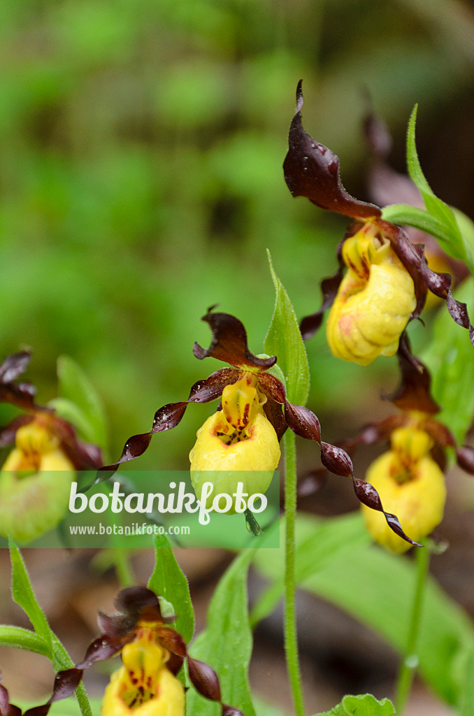 508055 - Kleinblütiger Frauenschuh (Cypripedium parviflorum)