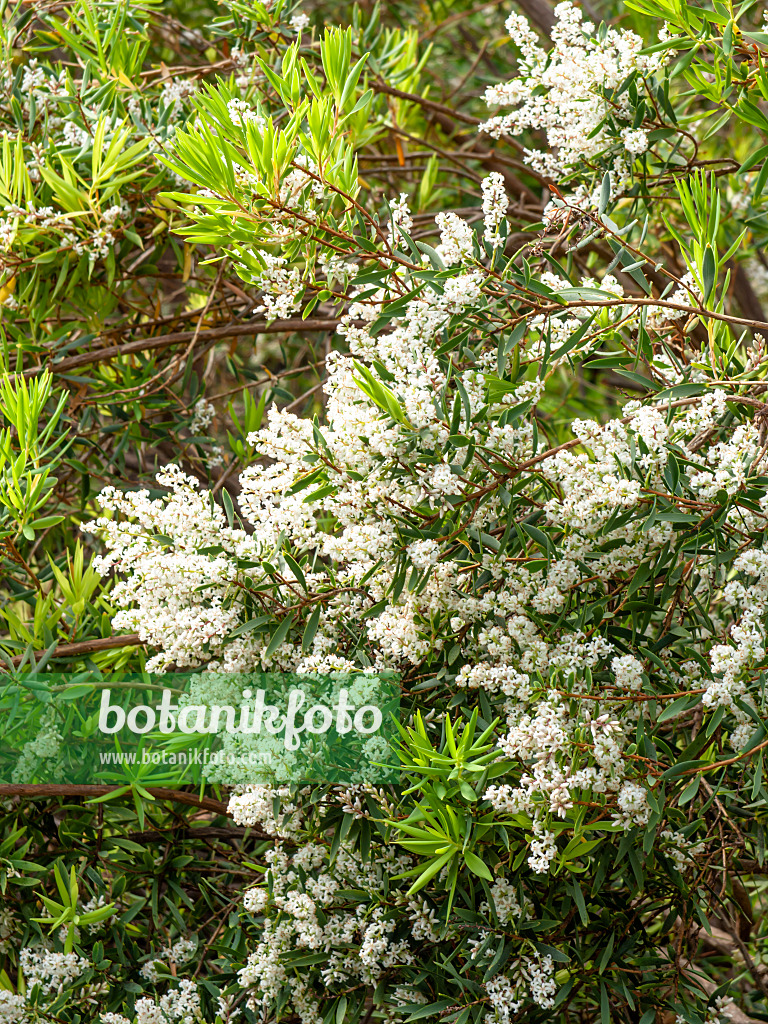 447019 - Kleinblütiger Weißbart (Leucopogon parviflorus)