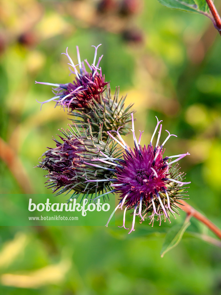 450073 - Kleine Klette (Arctium minus)