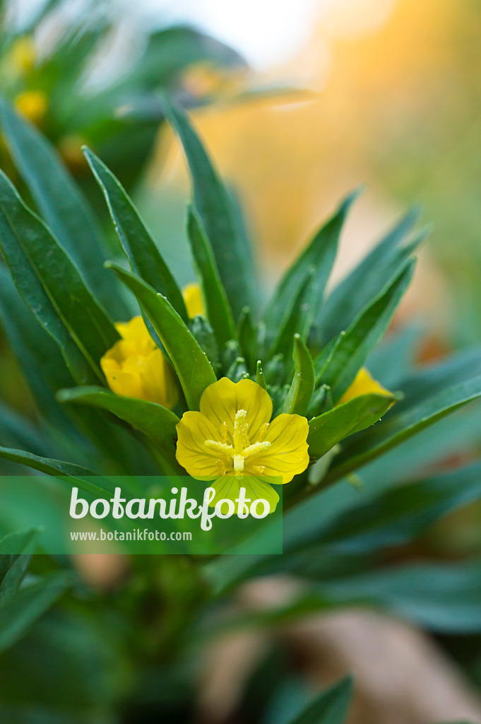 513065 - Kleine Nachtkerze (Oenothera perennis)