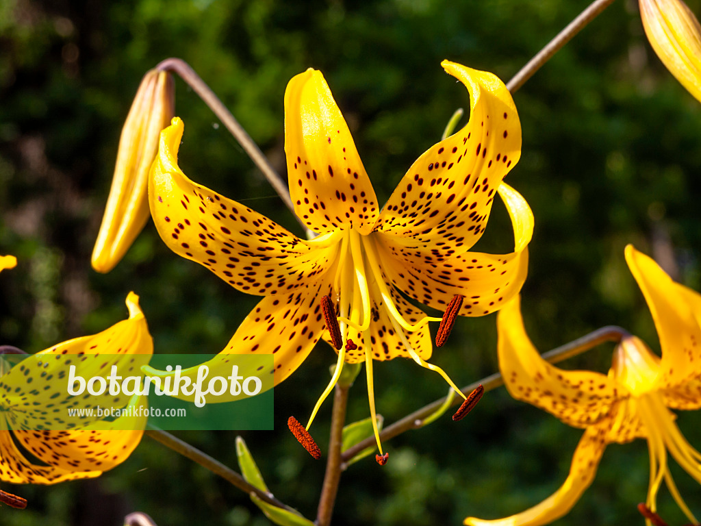 439370 - Kleine Tigerlilie (Lilium leichtlinii)