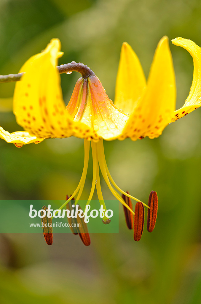 534385 - Kleine Tigerlilie (Lilium leichtlinii)