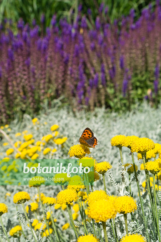 546033 - Kleiner Feuerfalter (Lycaena phlaeas) und Schafgarbe (Achillea)