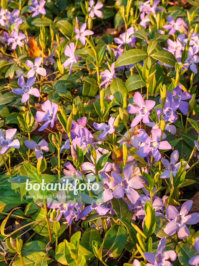 412030 - Kleines Immergrün (Vinca minor)