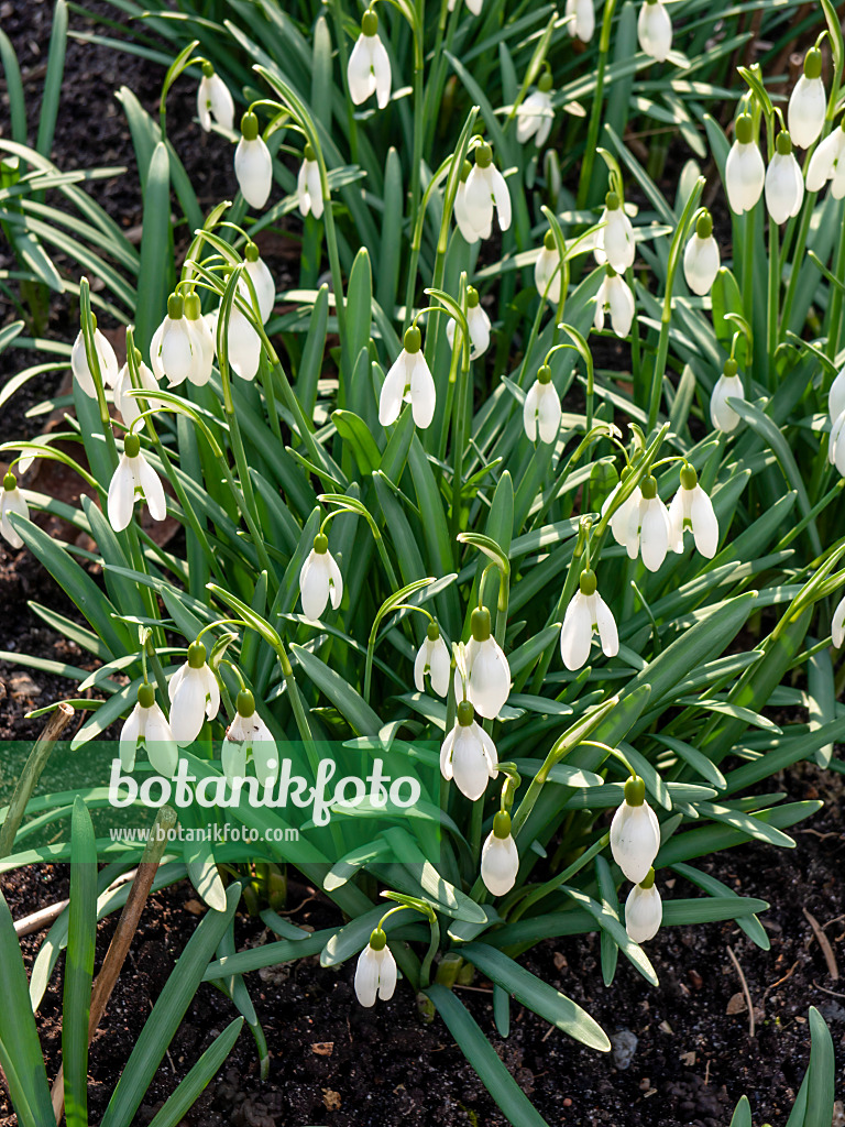 446019 - Kleines Schneeglöckchen (Galanthus nivalis)