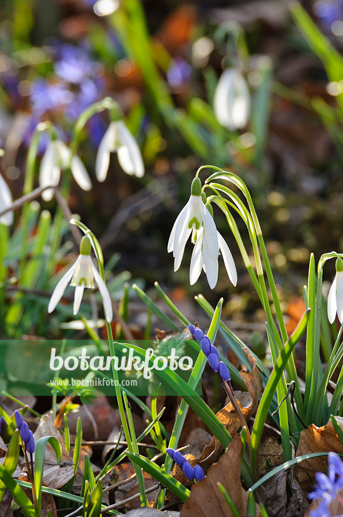 470036 - Kleines Schneeglöckchen (Galanthus nivalis)