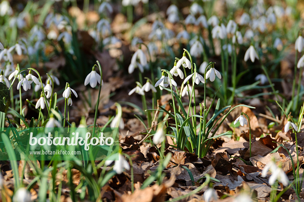 482040 - Kleines Schneeglöckchen (Galanthus nivalis)