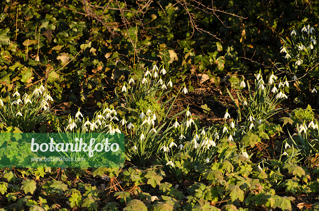 494060 - Kleines Schneeglöckchen (Galanthus nivalis)