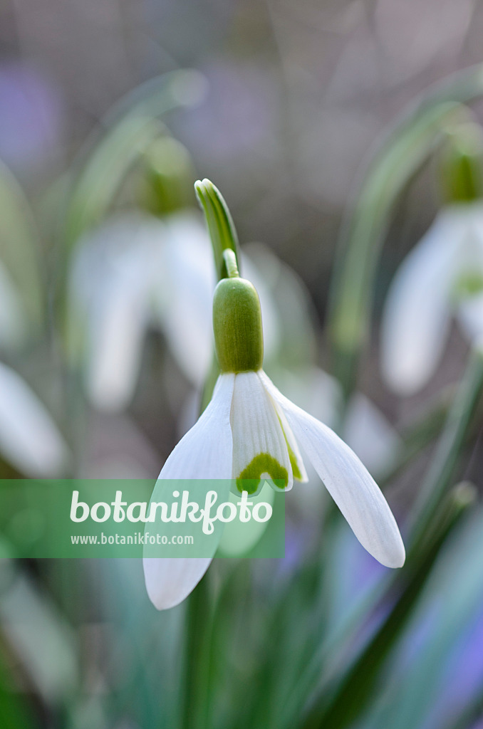 494086 - Kleines Schneeglöckchen (Galanthus nivalis)